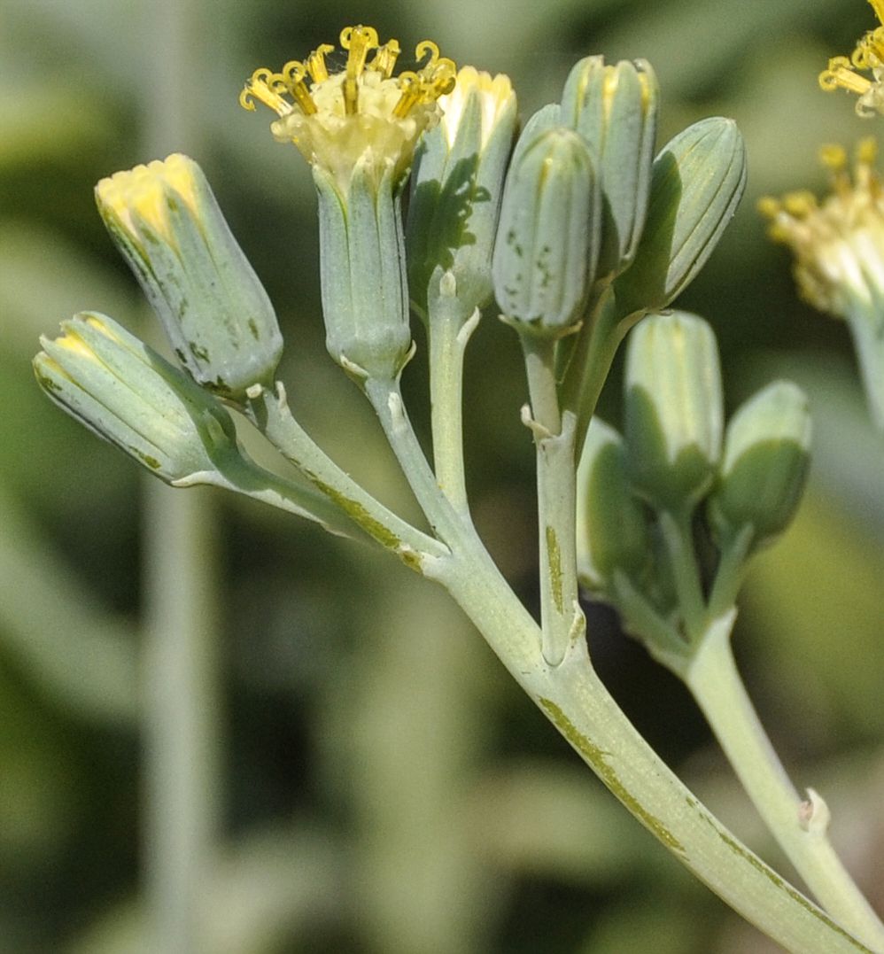 Image of Kleinia × kleiniiformis specimen.