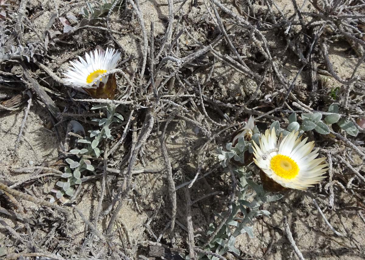 Изображение особи Helichrysum retortum.