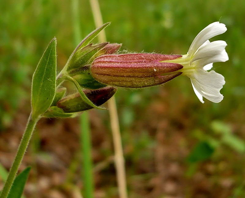 Image of Melandrium album specimen.