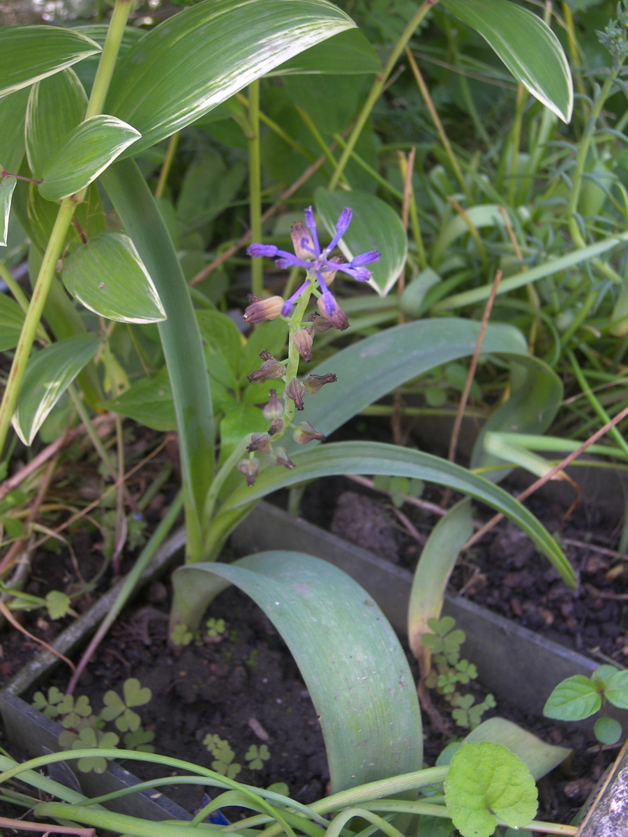 Изображение особи Leopoldia cycladica.