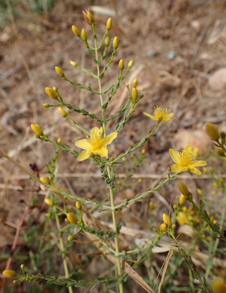 Image of Hypericum triquetrifolium specimen.