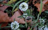 Lobularia maritima. Верхушка растения с соцветиями. Москва, Новогиреево, ул. Кусковская, в культуре. 29.10.2018.