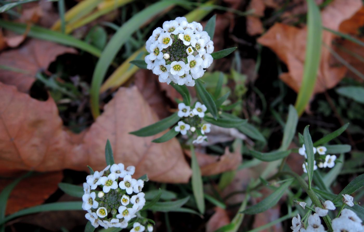 Изображение особи Lobularia maritima.