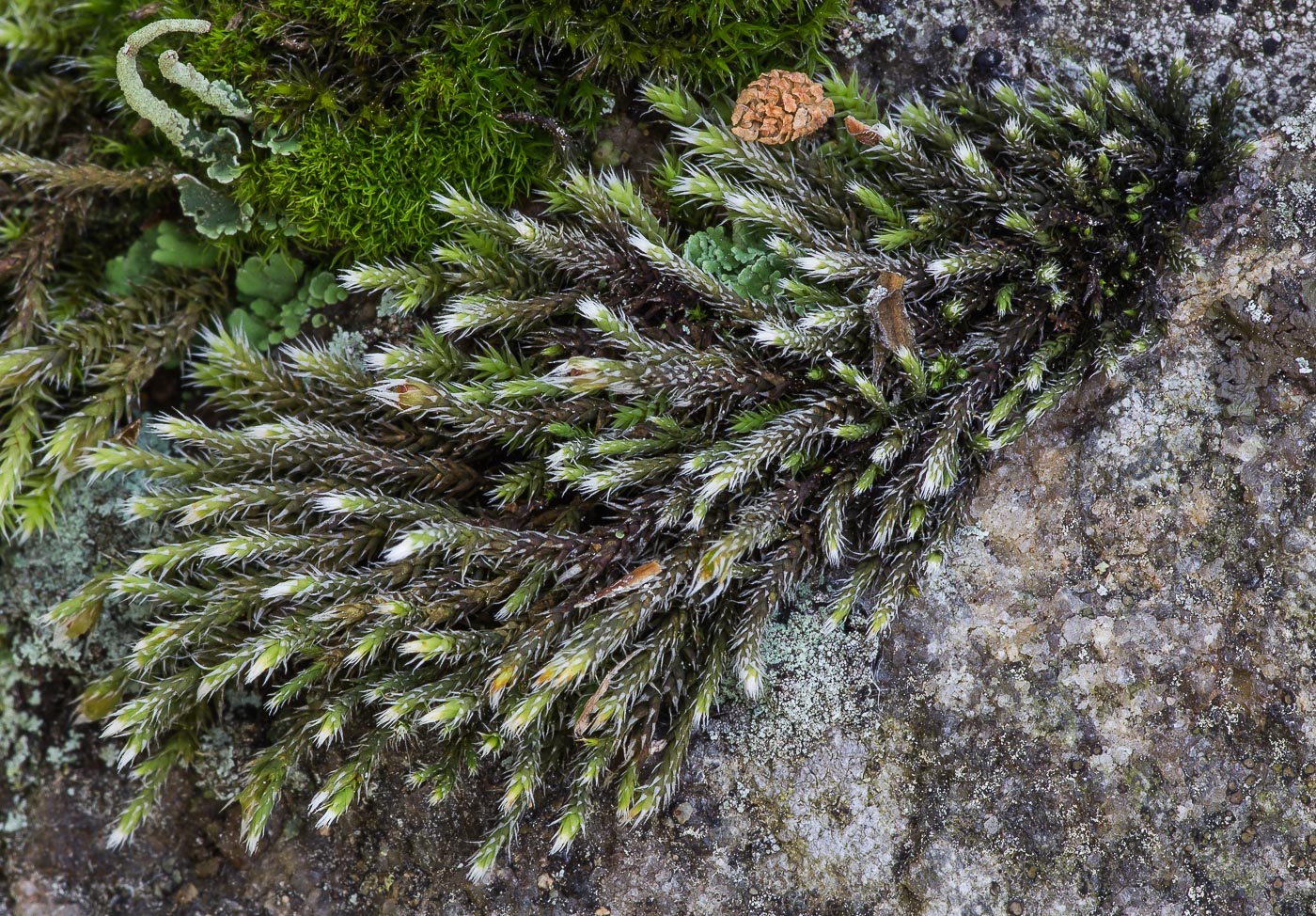 Image of Hedwigia ciliata specimen.