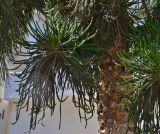 Araucaria heterophylla. Часть ствола и ветви. Кипр, г. Айа-Напа, западный край пляжной зоны Нисси-Бич, озеленение отеля. 02.10.2018.