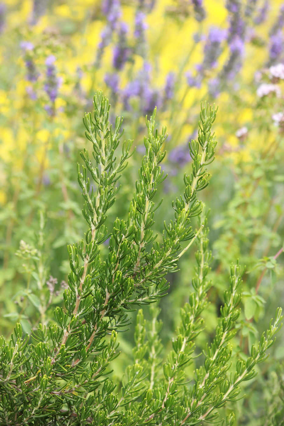 Image of Rosmarinus officinalis specimen.