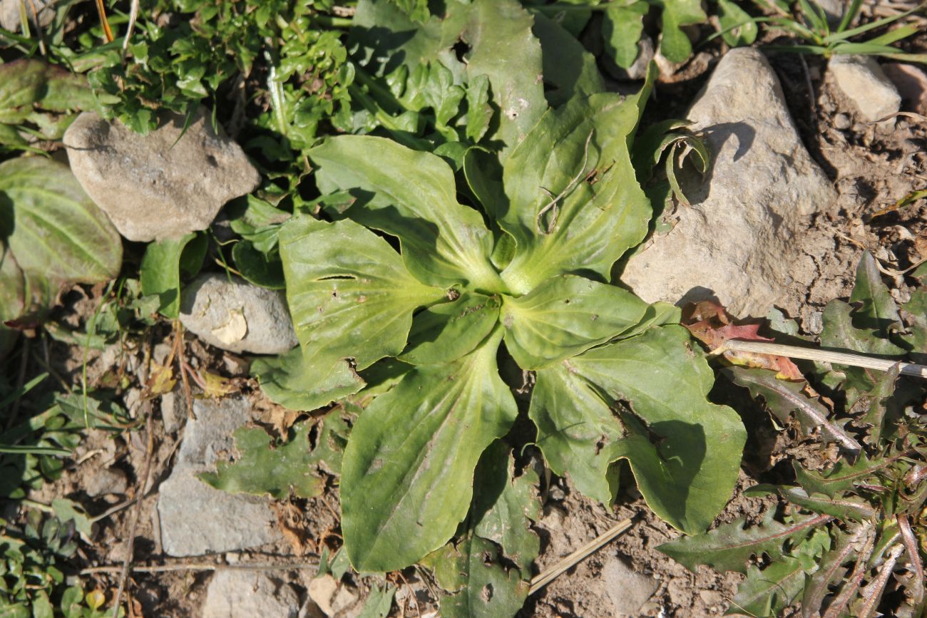 Изображение особи род Plantago.