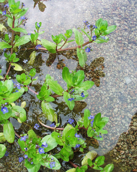 Image of Veronica beccabunga ssp. muscosa specimen.