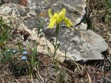 Iris humilis