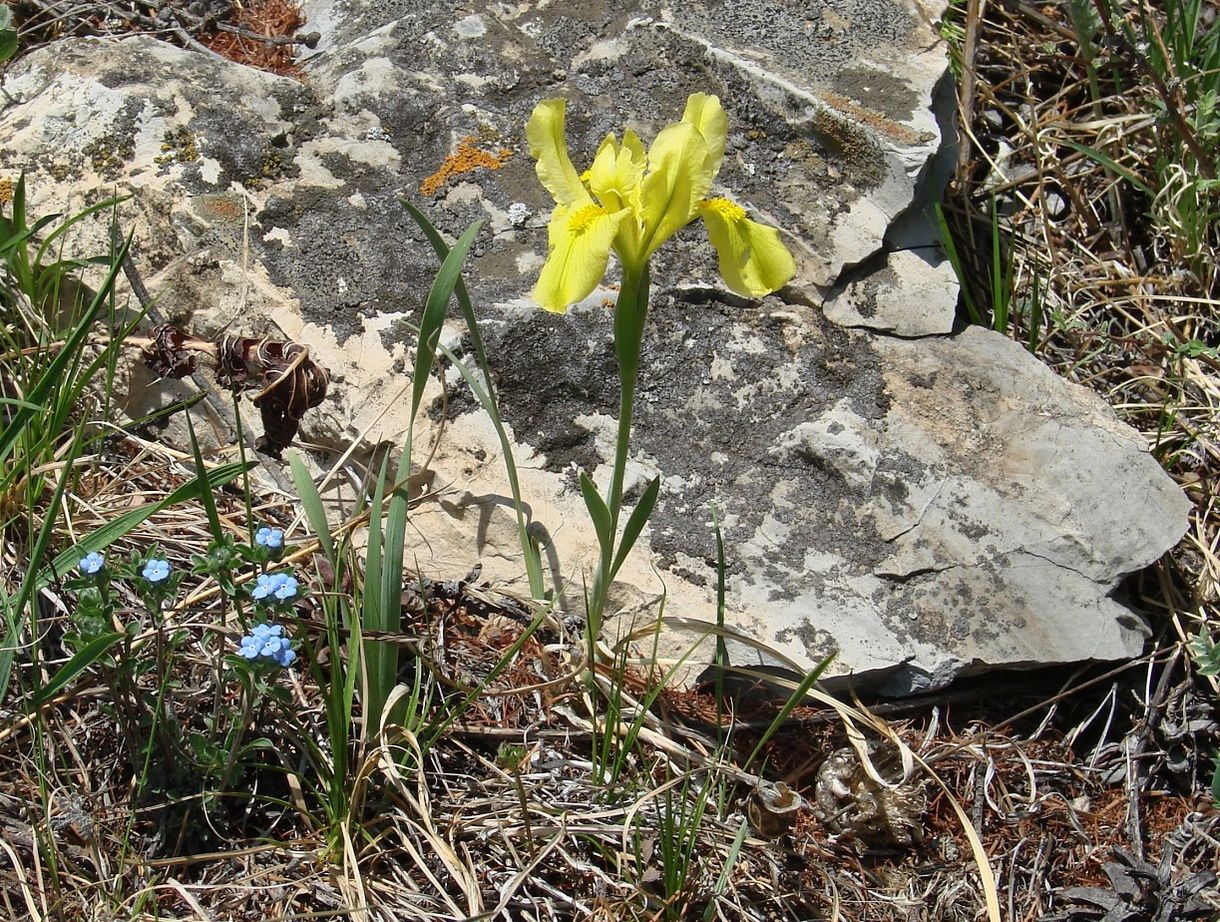 Изображение особи Iris humilis.