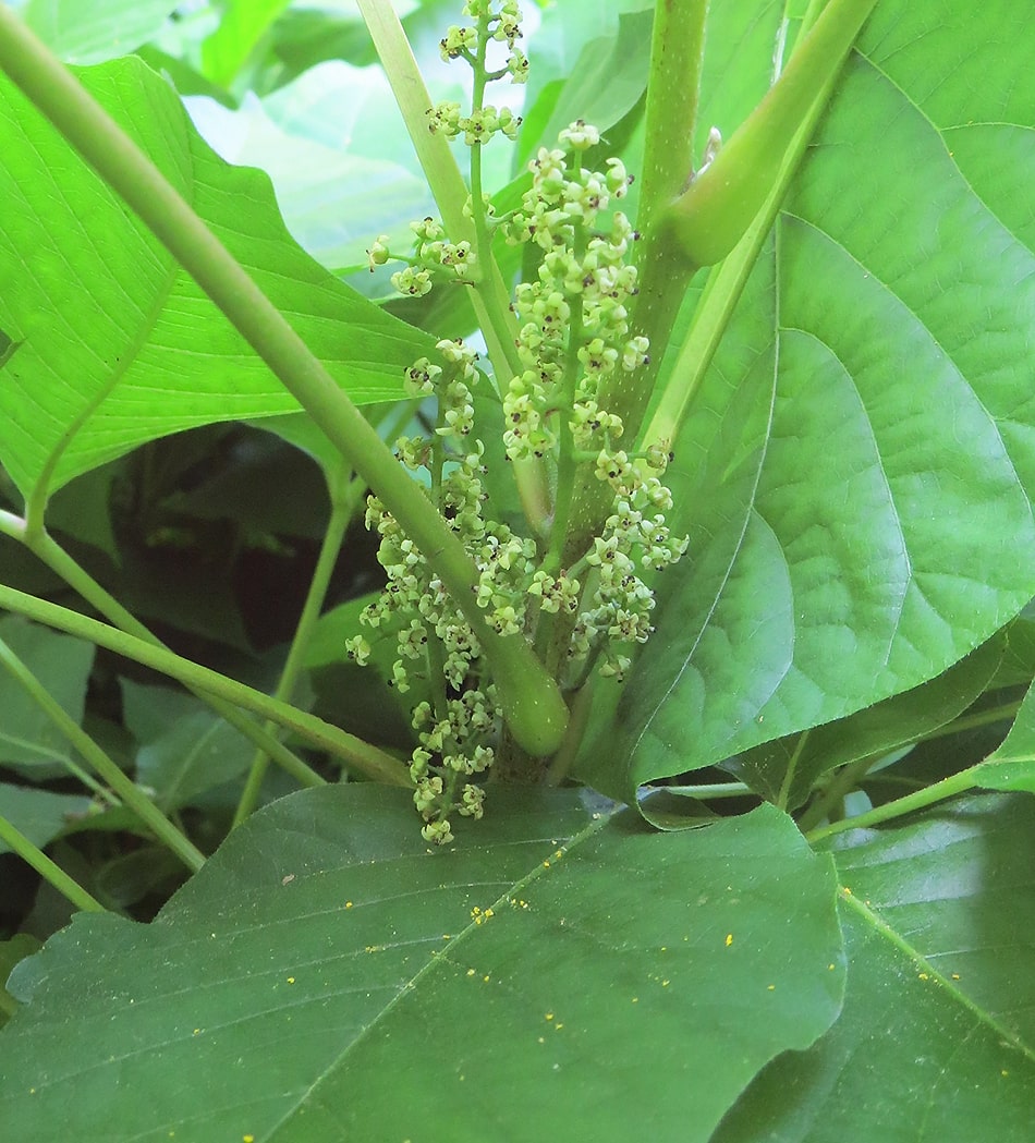 Image of Toxicodendron radicans specimen.