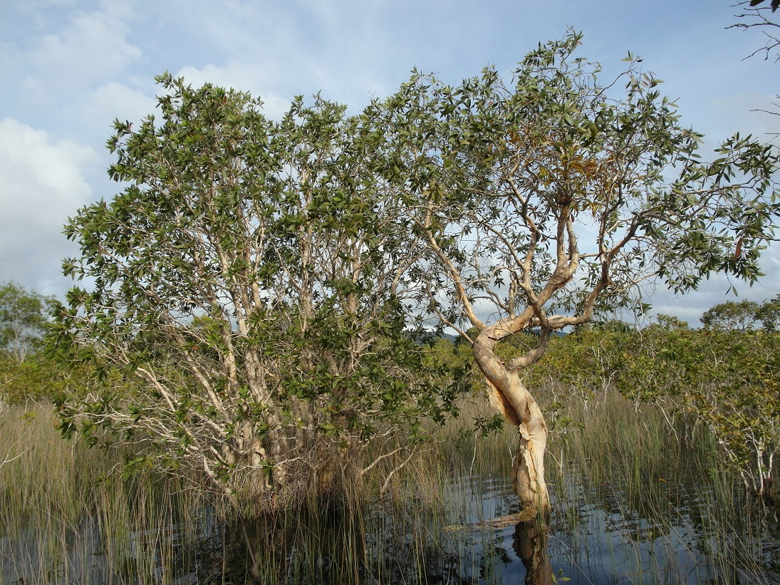 Изображение особи Melaleuca leucadendra.