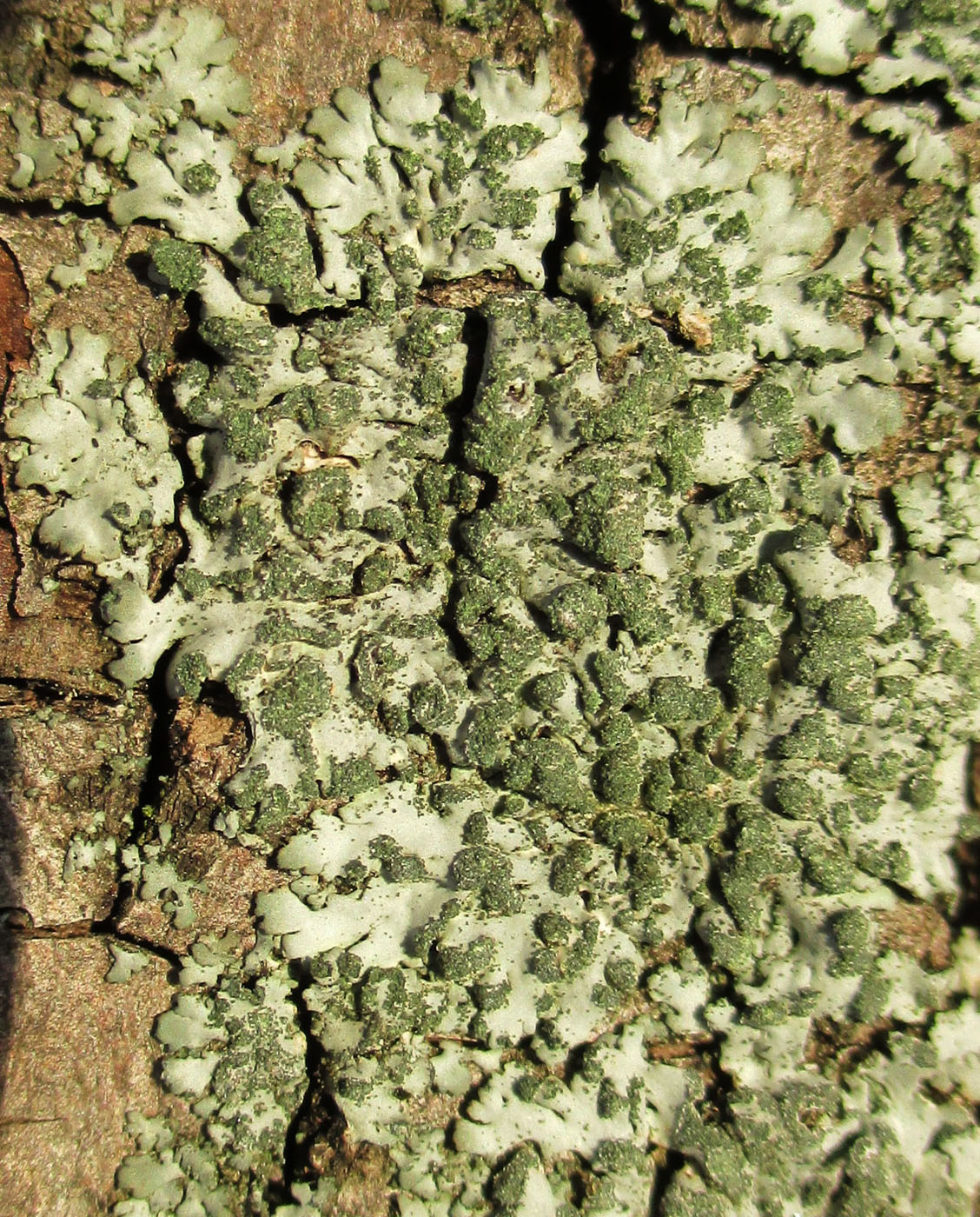 Image of Phaeophyscia orbicularis specimen.