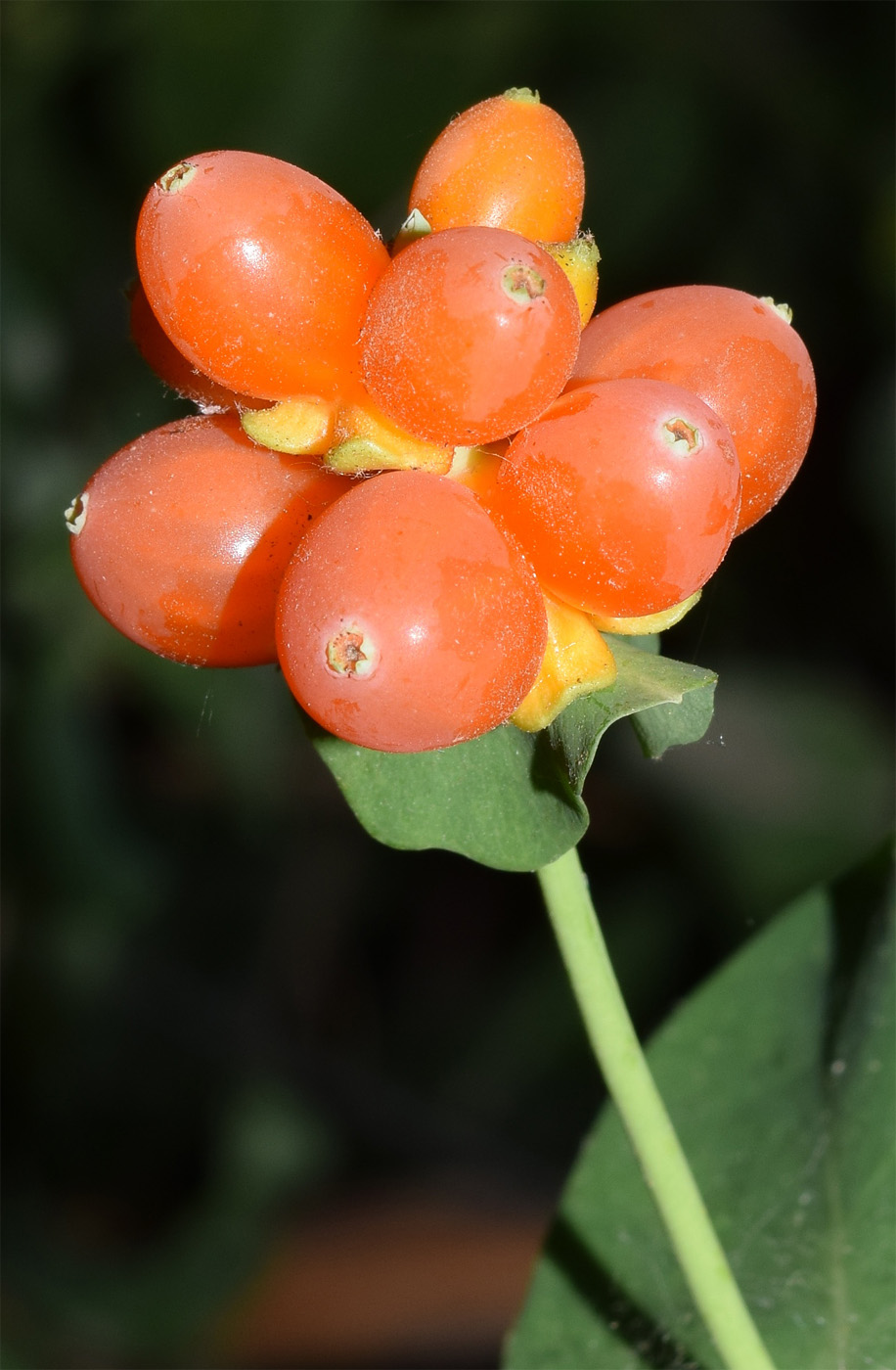 Изображение особи Lonicera caprifolium.