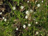 Spergula arvensis. Верхушки побегов с цветками и завязавшимися плодами. Магаданская обл., окр. г. Магадан, ост. \"Аммональная\", по краю поля засеянного Avena sativa. 08.08.2014.