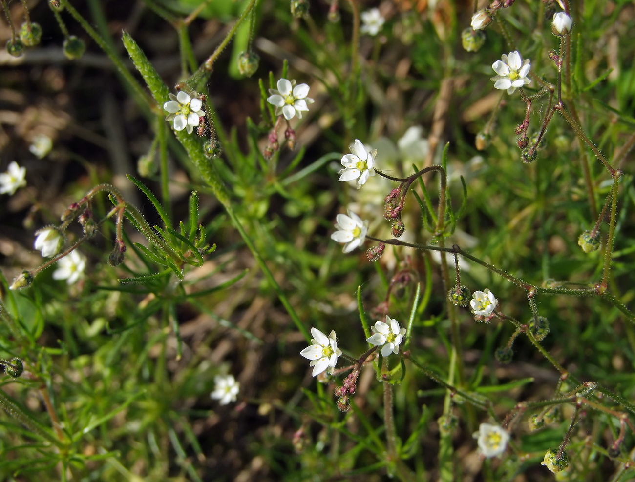 Изображение особи Spergula arvensis.