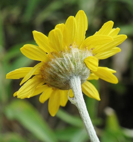 Image of Anthemis tinctoria specimen.