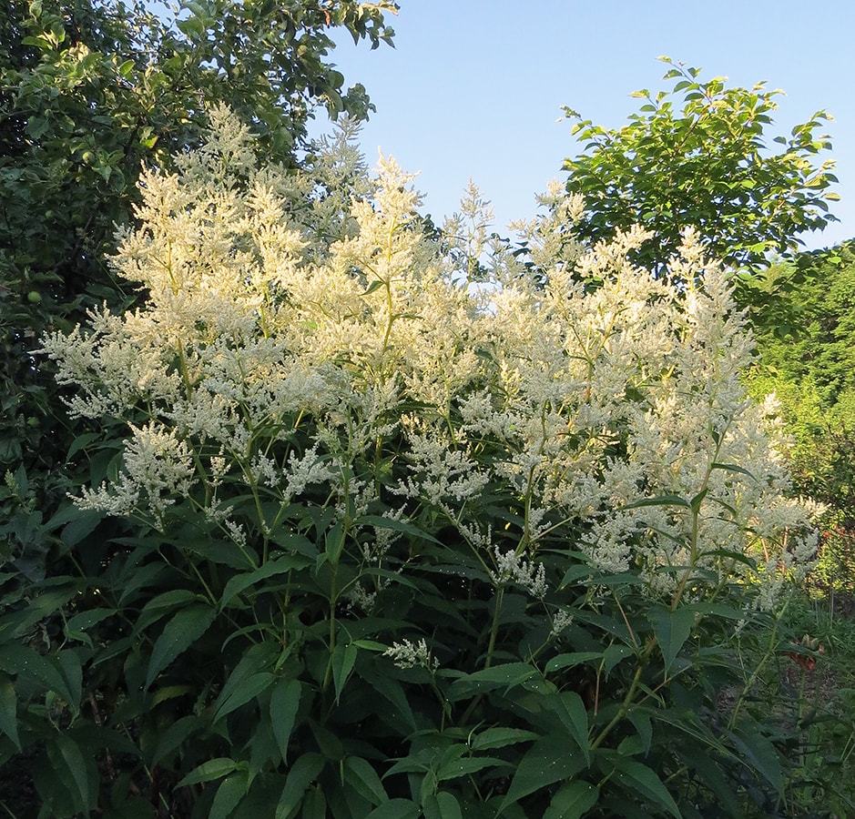 Изображение особи Aconogonon &times; fennicum.