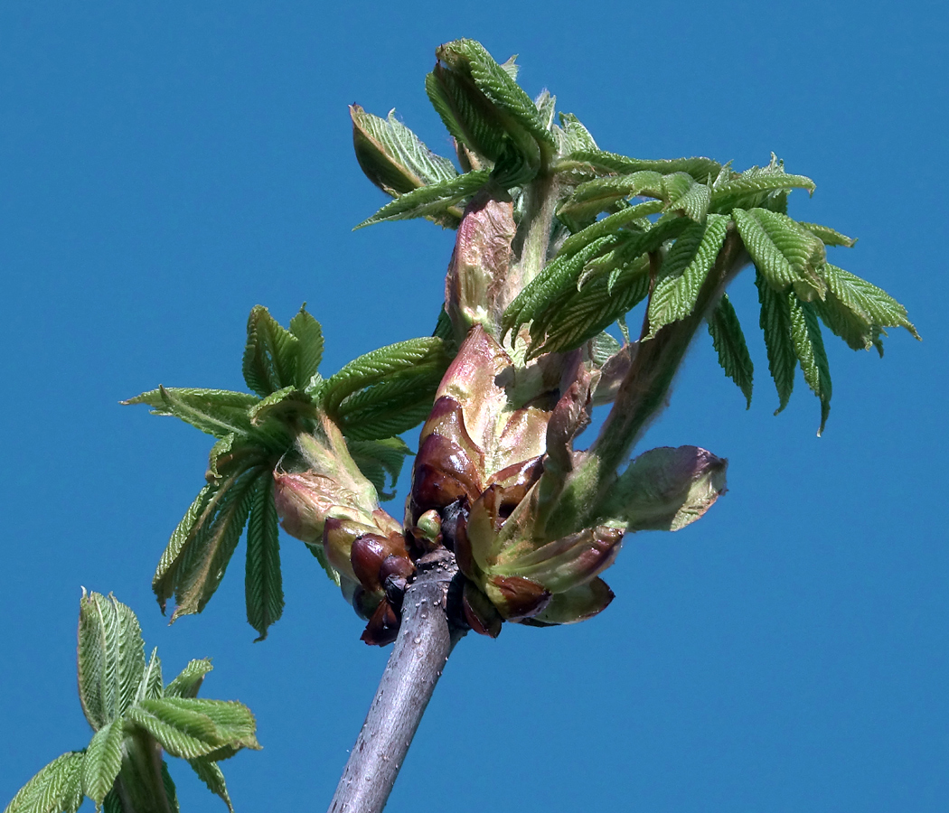 Изображение особи Aesculus hippocastanum.