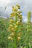 Orchis punctulata