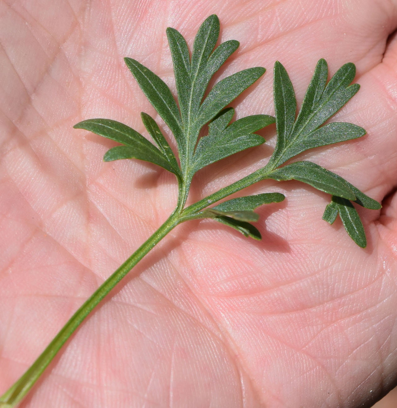 Image of Kamelinia tianschanica specimen.