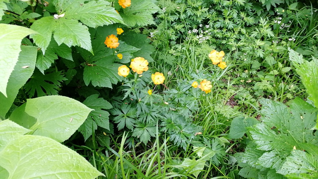 Изображение особи Trollius sachalinensis.