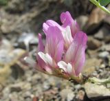 род Astragalus