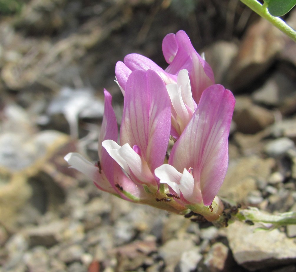 Изображение особи род Astragalus.