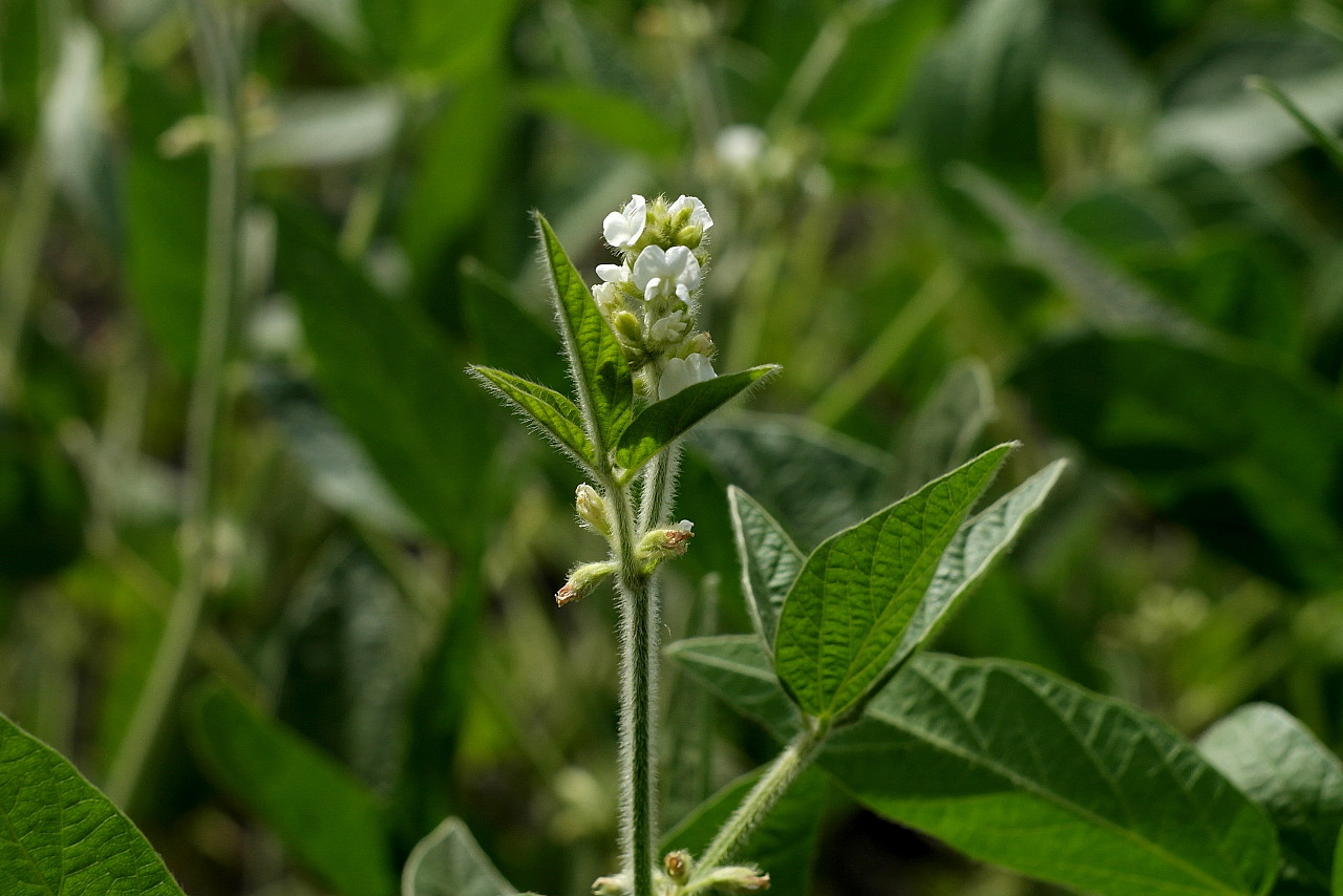 Изображение особи Glycine max.