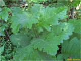 Cirsium waldsteinii. Часть побега. Украина, Ивано-Франковская обл., Украинские Карпаты, хребет Черногора, подножье горы Говерла, 1500 м н.у.м., берег ручья. 26.06.2019.