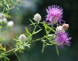 Centaurea deusta. Верхушка побега с соцветиями. Сан-Марино. 22.06.2010.