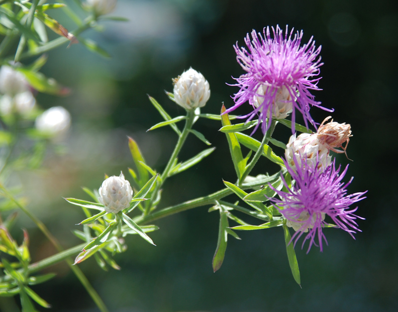 Image of Centaurea deusta specimen.