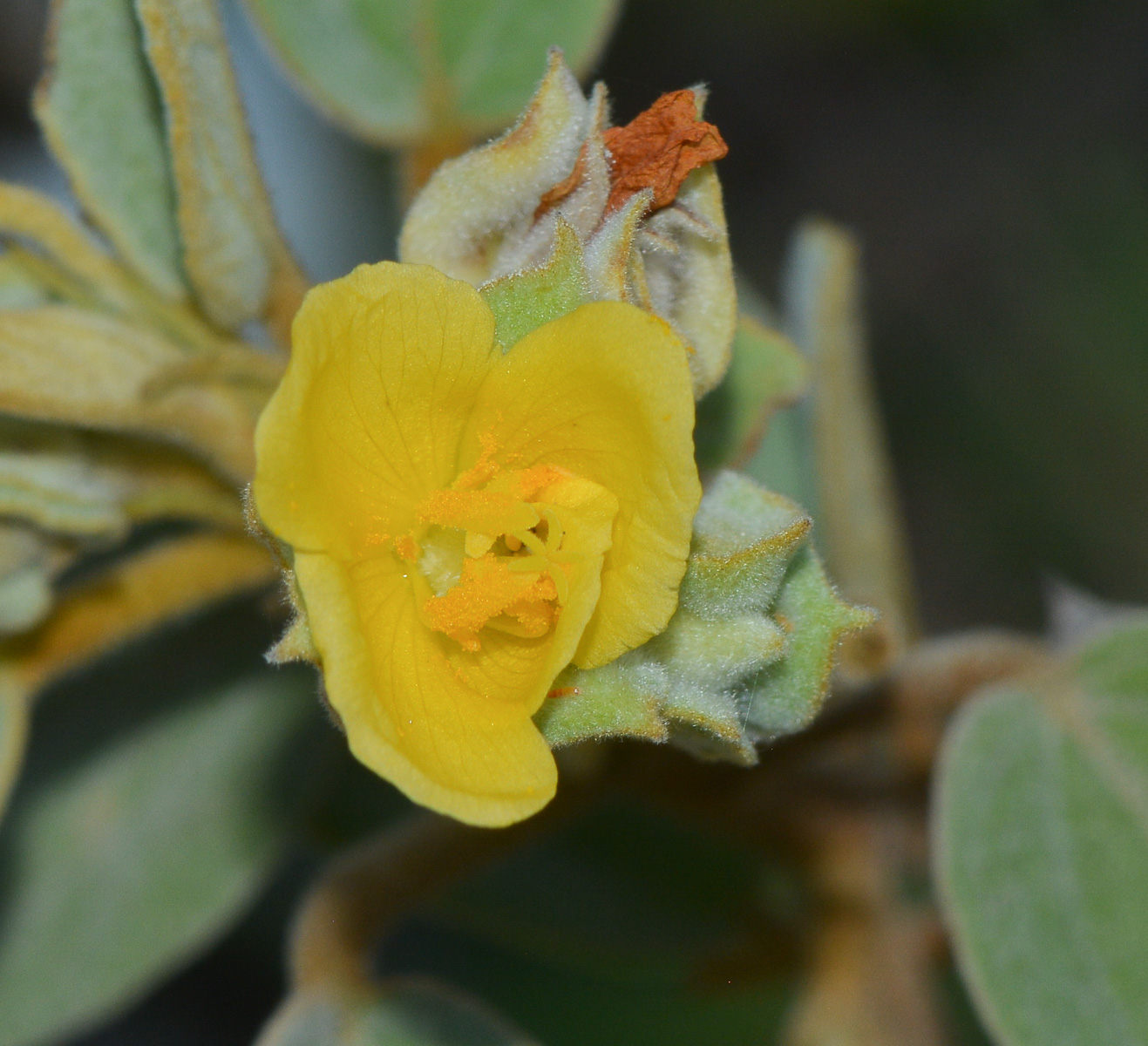 Image of genus Abutilon specimen.