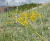 Ferula caspica