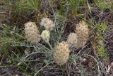 Astragalus lupulinus. Отцветающее растение. Иркутская обл., Ольхонский р-н, окр. с. Сахюрта, Тутайский залив оз. Байкал, береговой склон, степь. 13.07.2019.