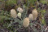 Astragalus lupulinus