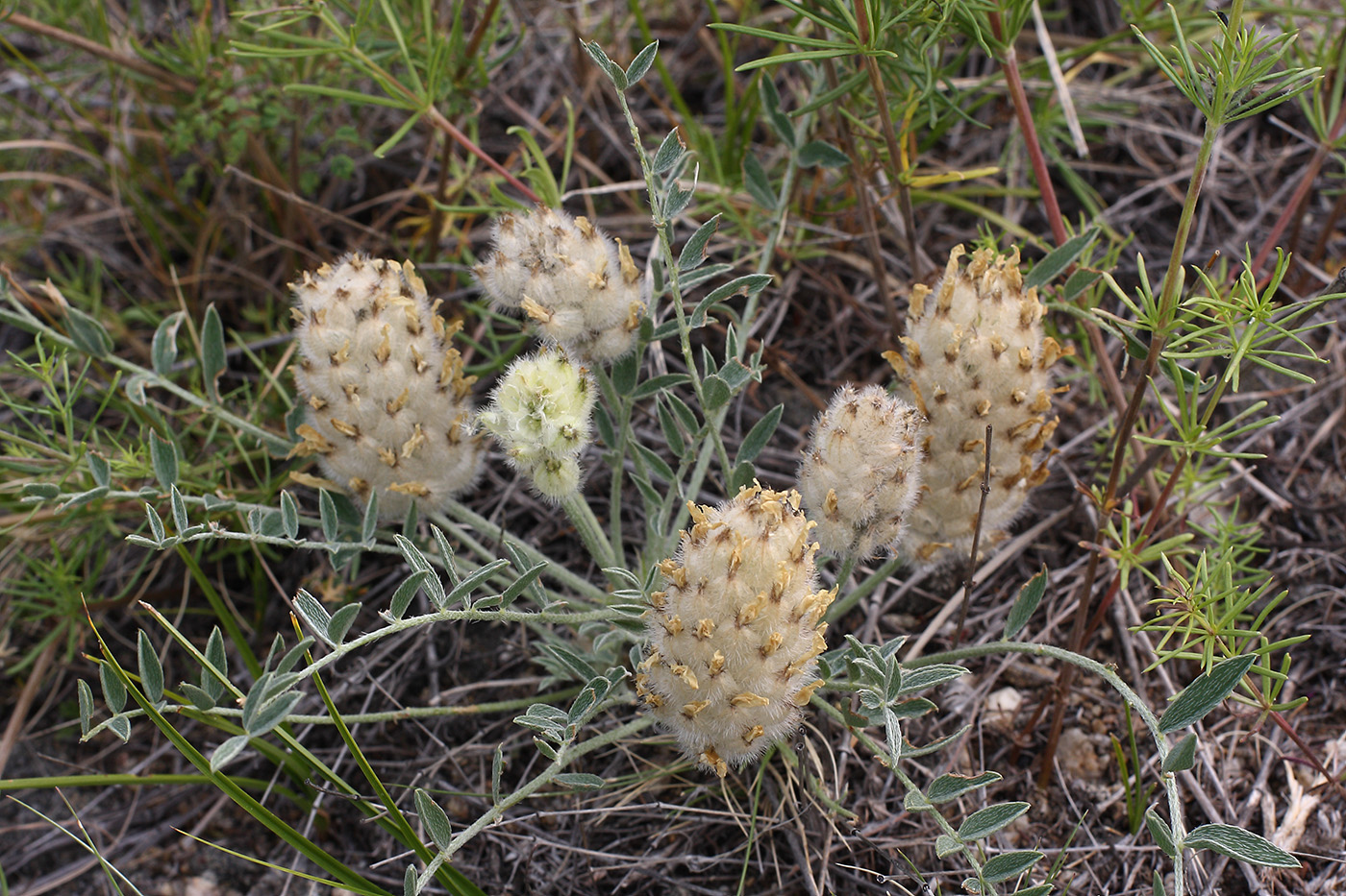 Изображение особи Astragalus lupulinus.