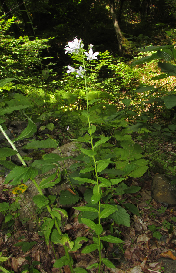 Изображение особи Gadellia lactiflora.