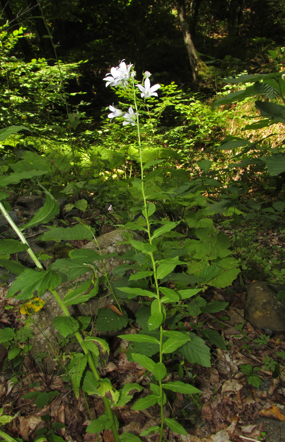 Image of Gadellia lactiflora specimen.