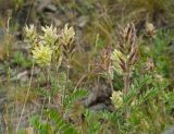 Oxytropis pilosa. Верхушки цветущих и плодоносящих растений. Челябинская обл., Брединский р-н, окр. пос. Аркаим, степь. 15 июня 2019 г.