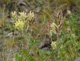 Oxytropis pilosa. Верхушки цветущих и плодоносящих растений. Челябинская обл., Брединский р-н, окр. пос. Аркаим, степь. 15 июня 2019 г.