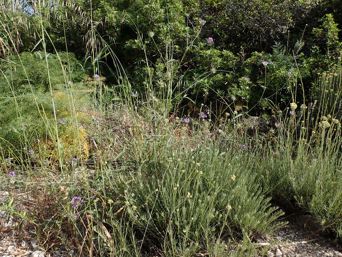 Image of Psoralea bituminosa specimen.