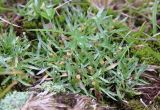 Omalotheca supina