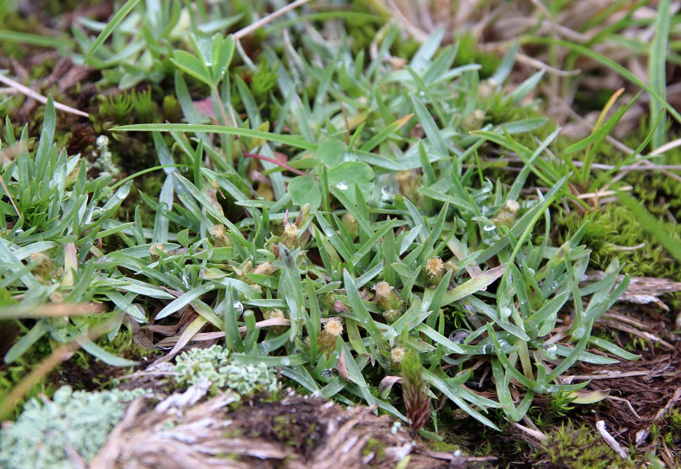 Image of Omalotheca supina specimen.