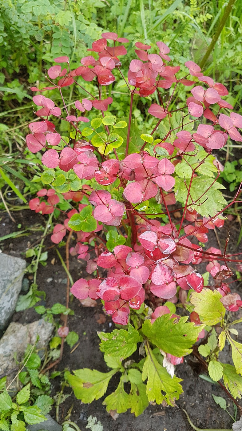 Image of genus Euphorbia specimen.