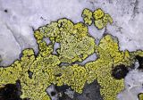 Rhizocarpon geographicum