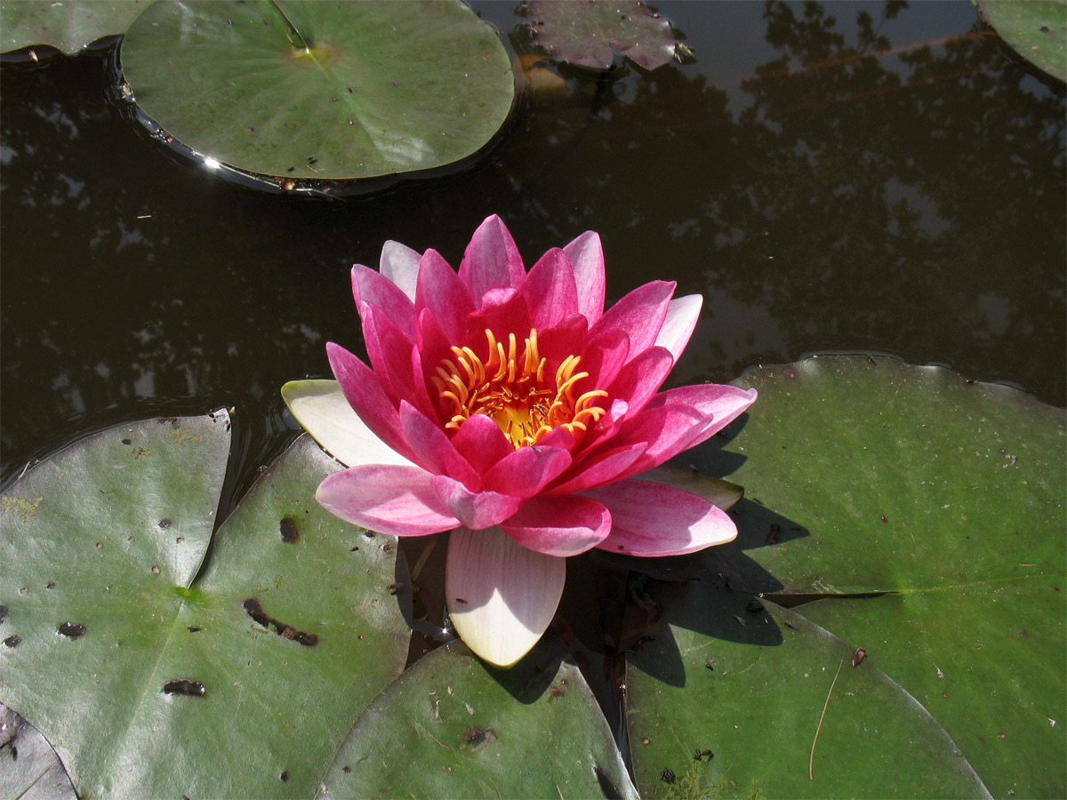 Image of Nymphaea &times; marliacea specimen.