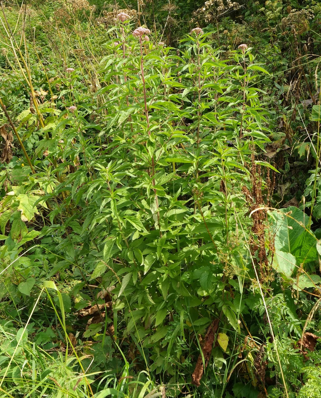 Image of Eupatorium cannabinum specimen.