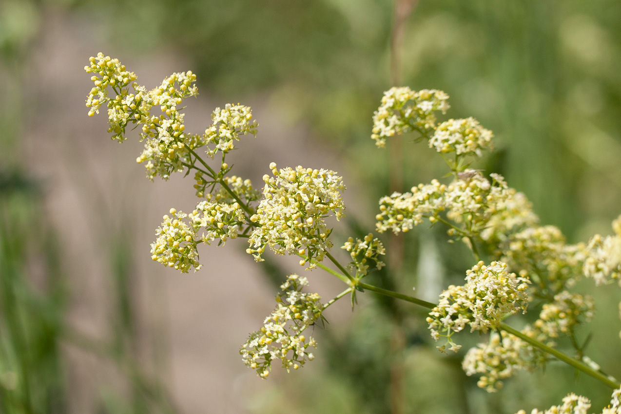 Изображение особи Galium &times; pomeranicum.