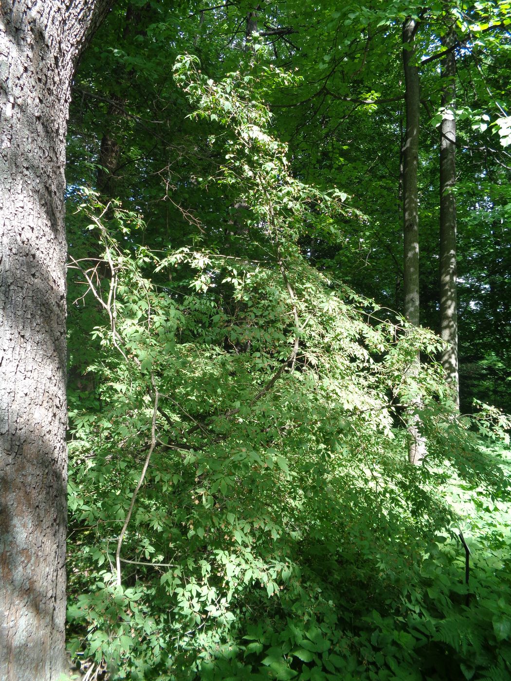 Image of Euonymus verrucosus specimen.